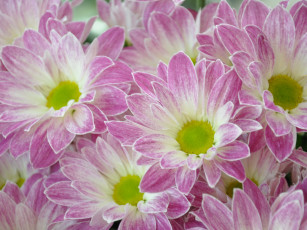 Картинка цветы хризантемы