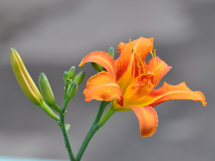 Картинка цветы лилии лилейники