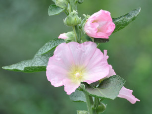 Картинка цветы мальвы