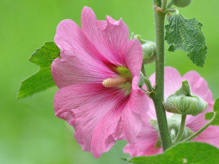 Картинка цветы мальвы