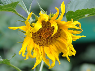 Картинка цветы подсолнухи