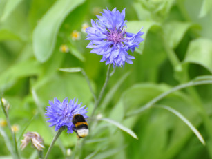 Картинка цветы васильки