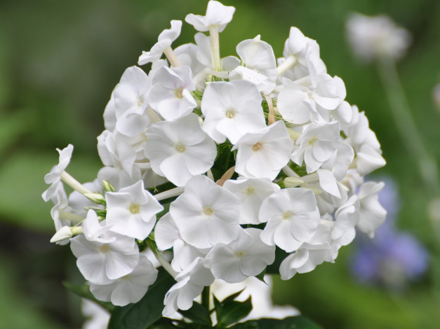 Обои картинки фото цветы, флоксы