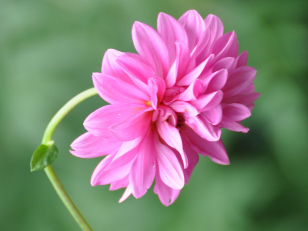 Обои картинки фото цветы, георгины