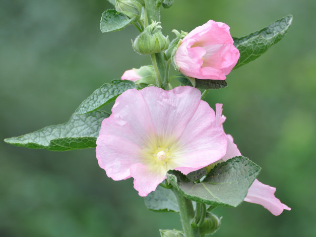 Обои картинки фото цветы, мальвы