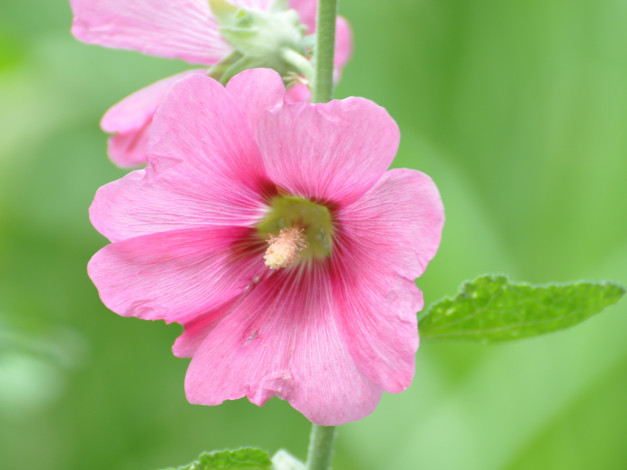 Обои картинки фото цветы, мальвы