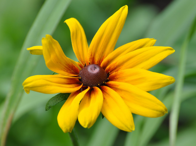 Обои картинки фото цветы, рудбекия