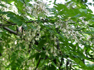 Картинка цветы акация