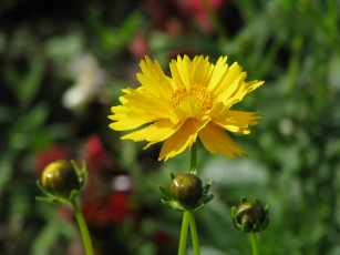 Картинка цветы календула