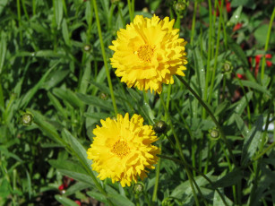 Картинка цветы календула