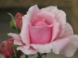 Картинка цветы розы