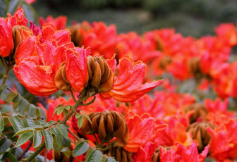 обоя тюльпанное, дерево, цветы, цветущие, деревья, кустарники, много, красный