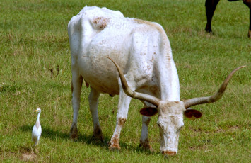 Картинка животные разные вместе птица корова рога