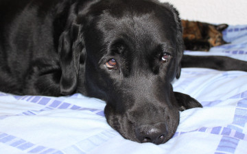 Картинка животные собаки задумчивый черный