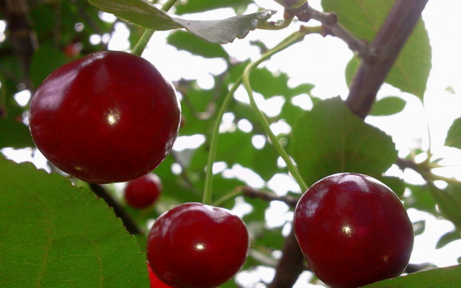 Обои картинки фото природа, Ягоды, три, крупно