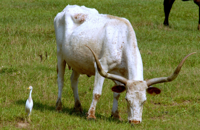 Обои картинки фото животные, разные, вместе, птица, корова, рога