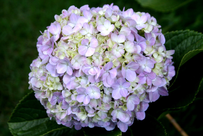 Обои картинки фото цветы, гортензия, шар, сиреневый