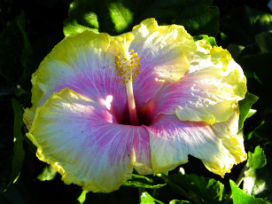 Картинка цветы гибискусы желтый экзотика