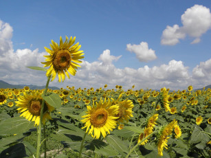 Картинка цветы подсолнухи