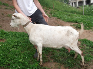 Картинка животные козы коза