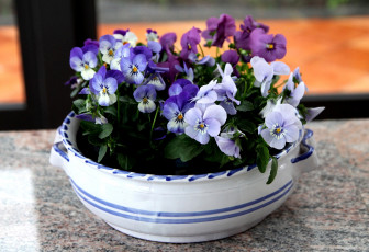 Картинка цветы анютины глазки садовые фиалки виола