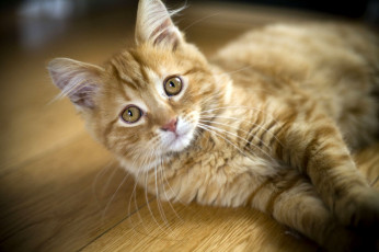 Картинка животные коты взгляд рыжий