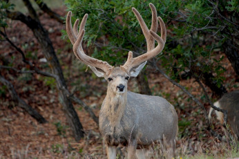 Картинка животные олени рога