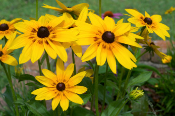 Картинка цветы рудбекия яркий желтый