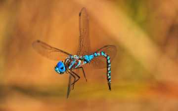 Картинка dancing the dragon животные стрекозы стрекоза танец
