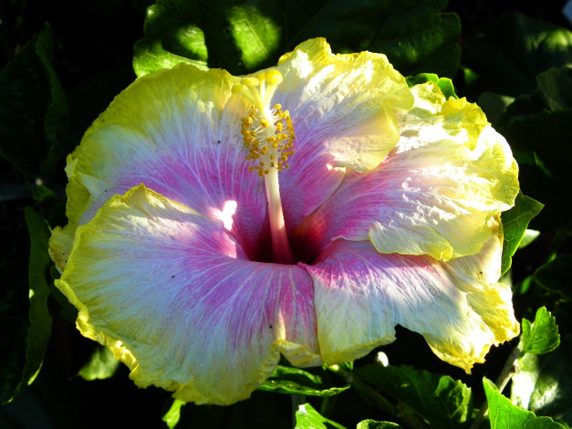 Обои картинки фото цветы, гибискусы, желтый, экзотика