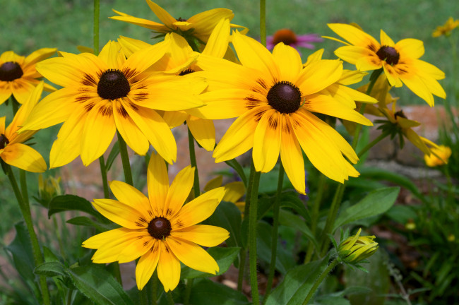 Обои картинки фото цветы, рудбекия, яркий, желтый