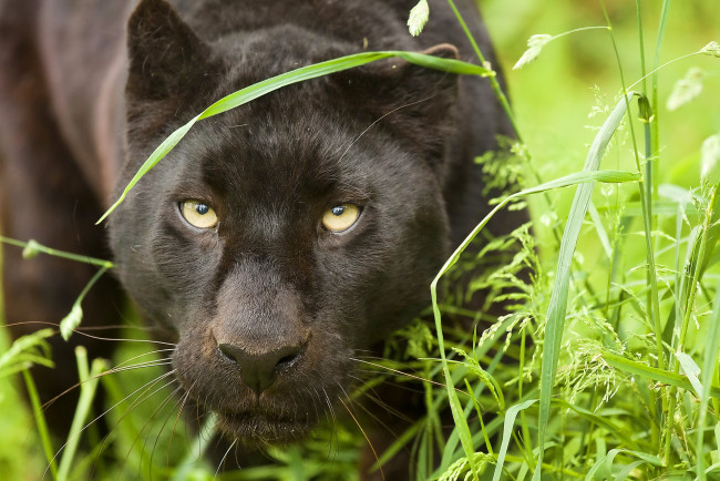 Обои картинки фото животные, пантеры, леопард, трава, морда, взгляд