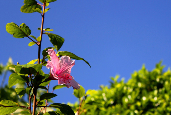 Обои картинки фото цветы, гибискусы, небо