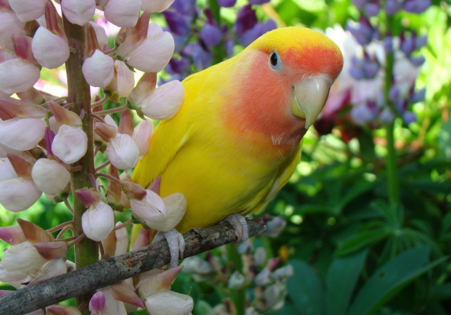 Обои картинки фото животные, попугаи, люпин, неразлучник