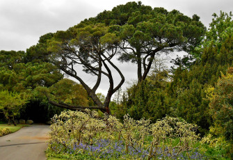 Картинка природа парк дорожка деревья