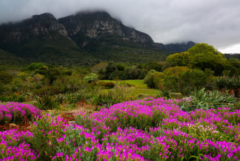 Картинка kirstenbosch botanic garden south africa природа парк сад горы дымка