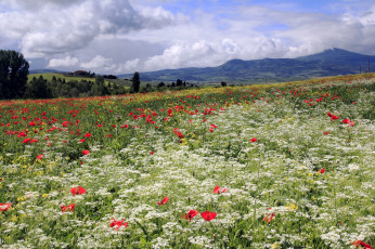 Картинка природа луга горы маки дикая морковь