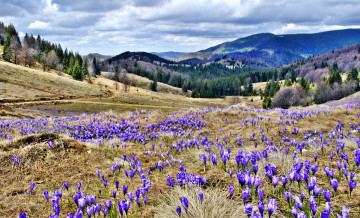 Картинка природа луга горы леса луг трава цветы