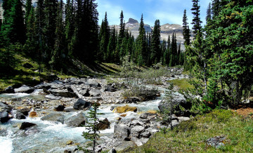 Картинка природа реки озера лес горы речка камни деревья кустарник поток