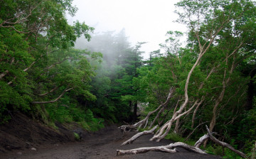 Картинка природа лес стволы тропа