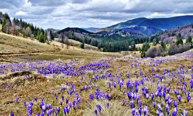 Обои картинки фото природа, луга, горы, леса, луг, трава, цветы
