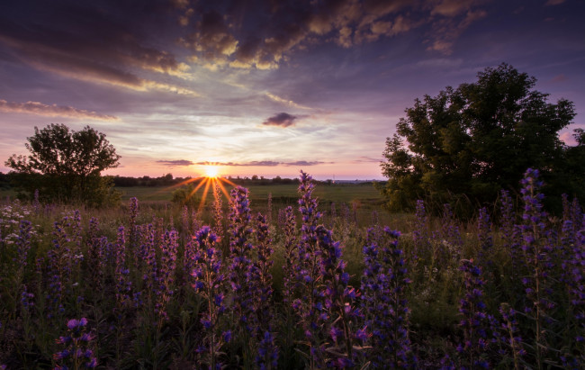 Обои картинки фото природа, восходы, закаты, сумерки, луг, солнце