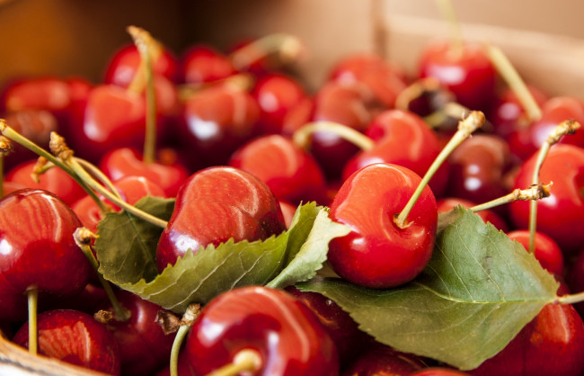 Обои картинки фото еда, вишня, черешня