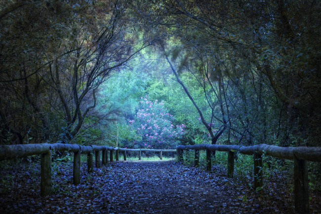 Обои картинки фото природа, дороги, деревья, таинственный, мистический