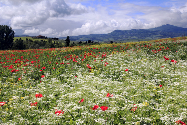 Обои картинки фото природа, луга, горы, маки, дикая, морковь