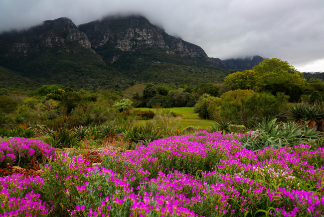 Обои картинки фото kirstenbosch, botanic, garden, south, africa, природа, парк, сад, горы, дымка