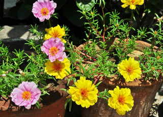 Картинка цветы портулак portulaca дандур