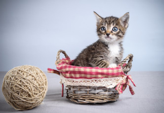 Картинка животные коты клубок корзинка