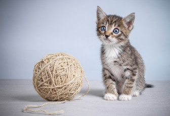 Картинка животные коты котик клубок