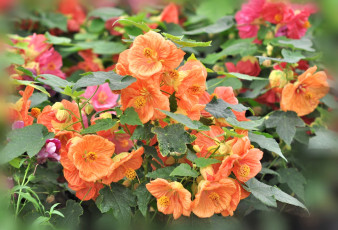 обоя цветы, абутилоны, оранжевый